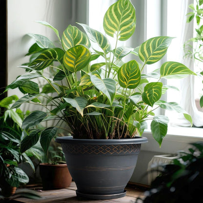 10 Inch 4 Pack Large Plant Pots, Plastic Flower Pot for Indoor & Outdoor with Drainage Holes & Saucer, Plaid Pattern Planters Garden Pots for Herbs