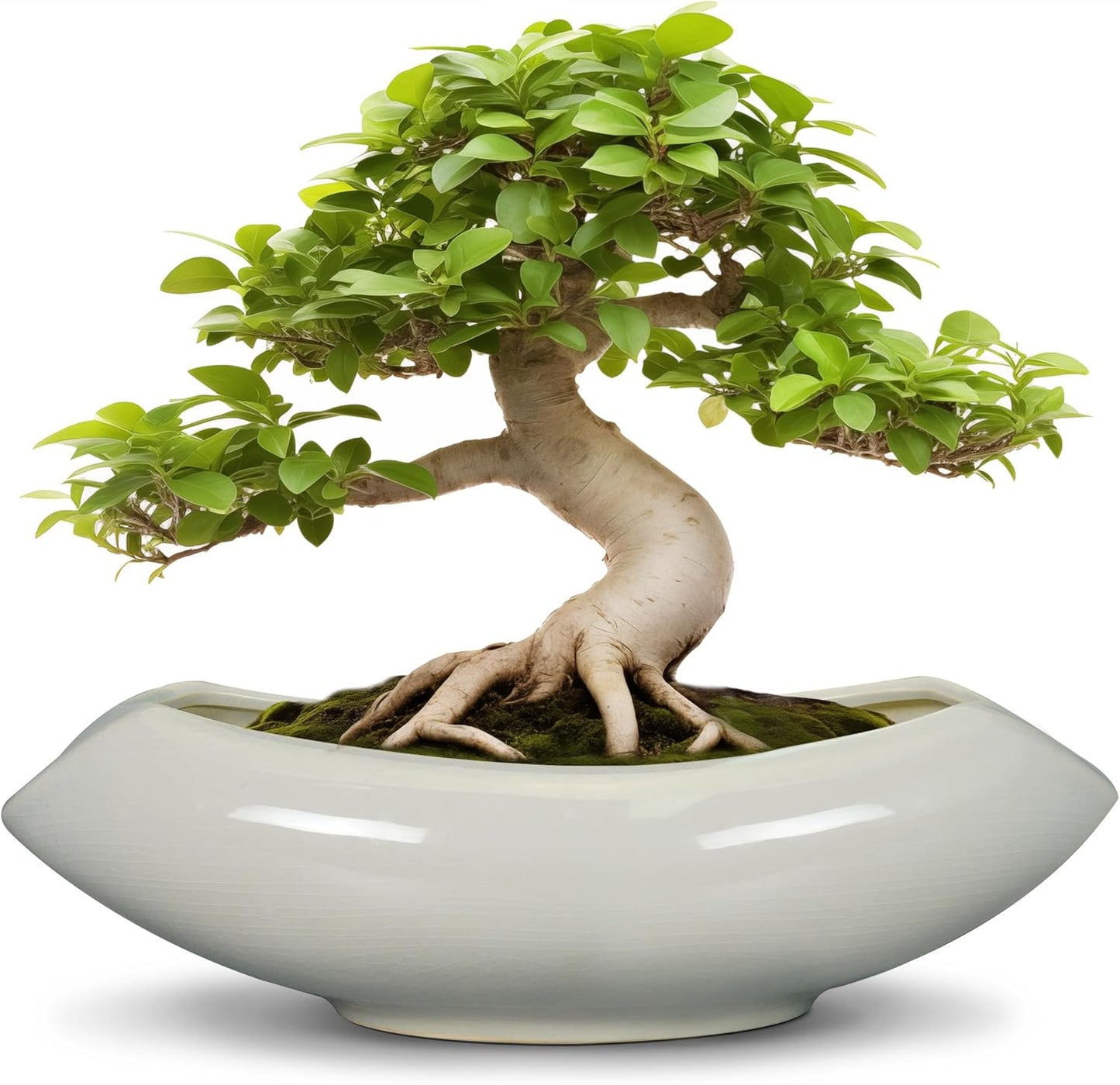 Bonsai Pots 18 Inch - Ceramic Succulent Pots with Drainage Hole Decorative Plant Pot Indoor Large Outdoor Planter Modern Flower Pot for Home Garden Room Decor Gray