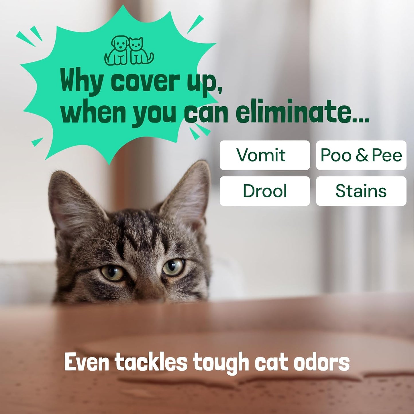 Sunny & Honey Pet Stain & Odor Miracle - 32 Fl Oz, Spring Mint Scent - Carpet Cleaner & Enzyme Spray for Carpets, Mattresses & Upholstery - Rug Shampoo & Dog Pee Cleaner & Odor Remover