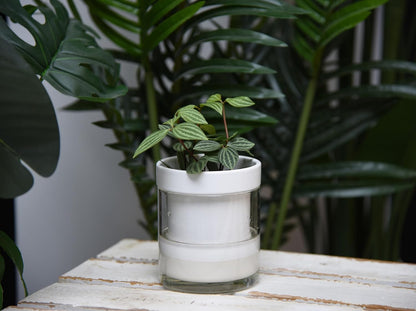 Phoenix Vine 4 Inch Self Watering Planter, White Terracotta Clay Pot with Glass Reservoir for Indoor Plants, Herbs, Flowers, Set of 3, 52-B-E-3