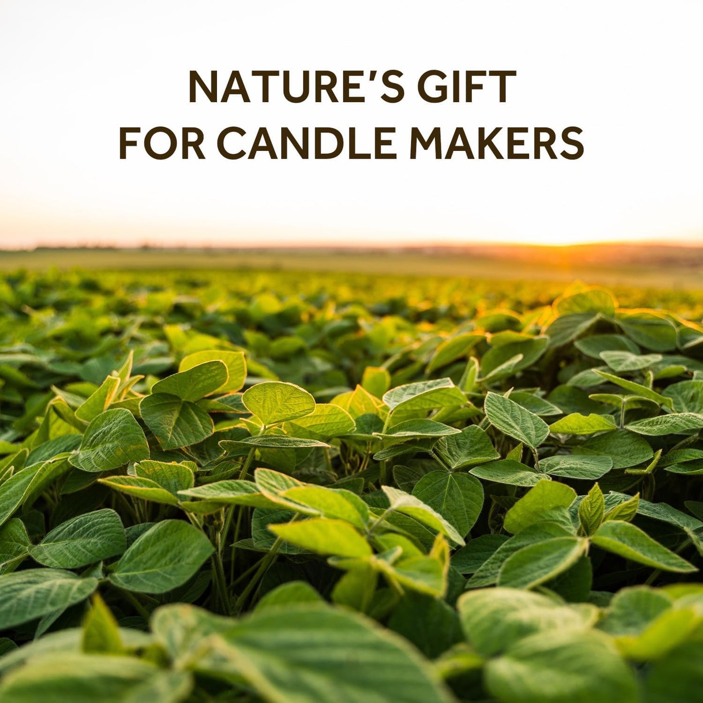 NORVENCE Soy Wax for Candle Making, Natural Soy Wax Flakes 20lb, Premium Candle Wax for DIY Candle Crafting