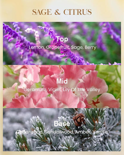 M&SENSE Extra Large Candle Sage Citrus Scented, 3-Wick 35oz 150H Long Lasting, Natural Soy Wax Aromatherapy Candle for Stress Relief, Home Fragrance Housewarming Gifts Candle for Home Decor