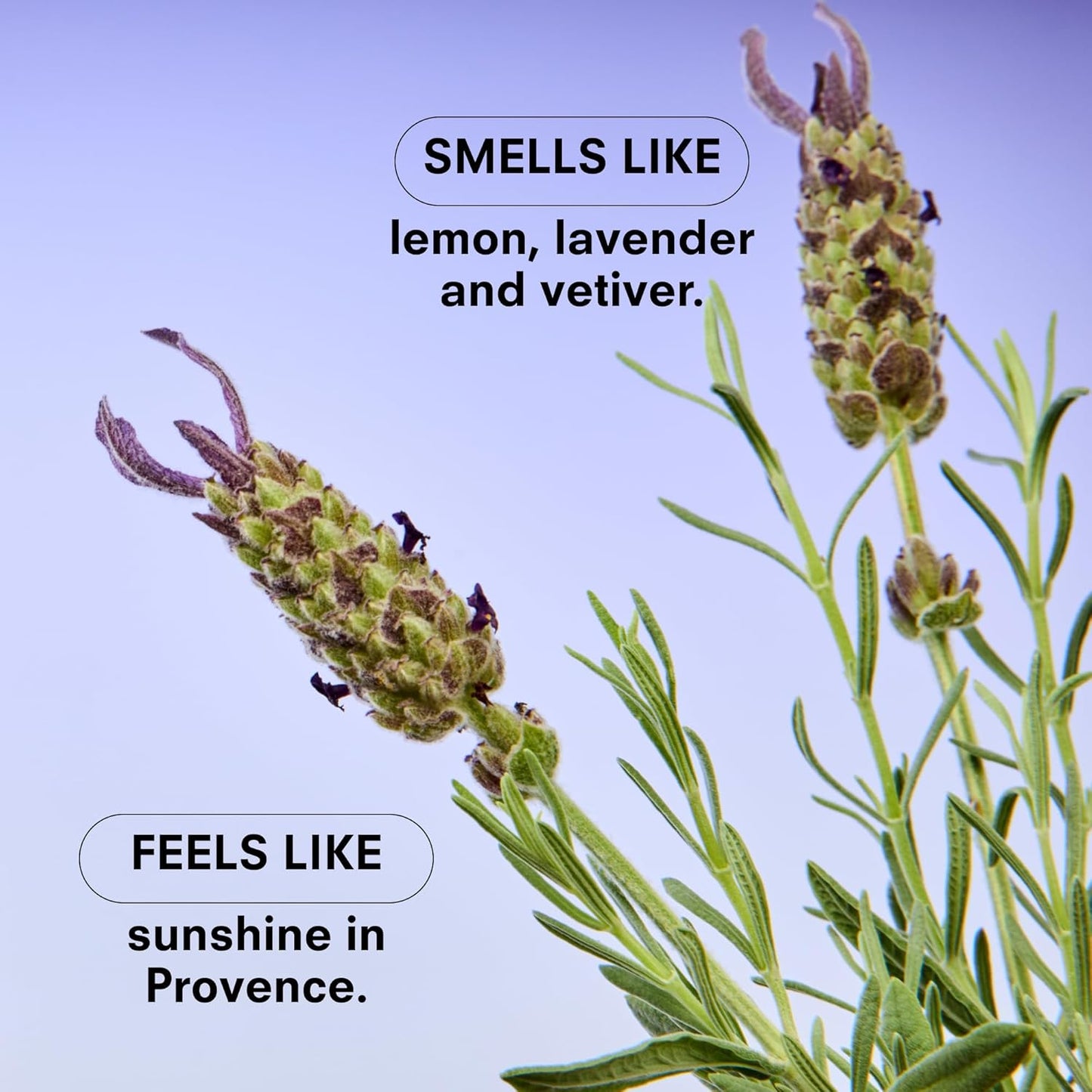 Boy Smells Lavender Candle - 8.5 oz - Luxury Candle with Lemon, Lavander, and Vetiver - Up to 50-Hour Burn - Cotton Wick