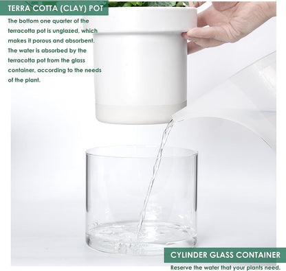 Phoenix Vine 6 Inch Self Watering Planter, White Terracotta Clay Pot with Glass Reservoir for Indoor Plants, Herbs, Flowers, Set of 1, 52-B-F-1