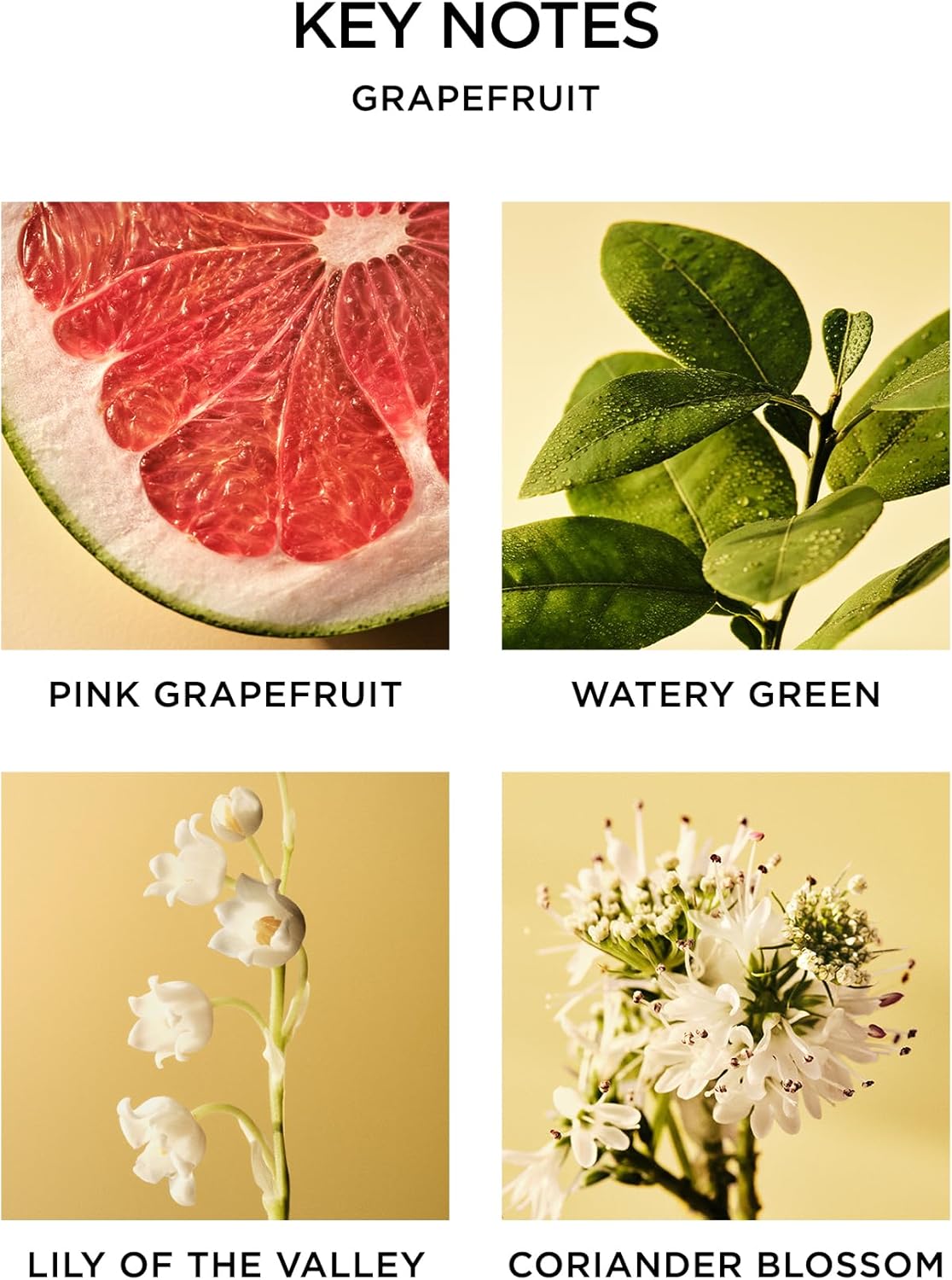 NEST New York Scented Classic Candle, Grapefruit - 8.1 oz - Up to 60-Hour Burn Time - Reusable Glass Vessel