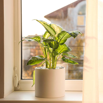 5 lbs Small Rocks for Plants, 1/5 Inch Pebbles for Indoor Plants, Natural Decorative Pea Gravel for Aquarium, Fish Tank, Terrarium, Succulents, Bamboo Plants, Vases, Cactus, Crafts