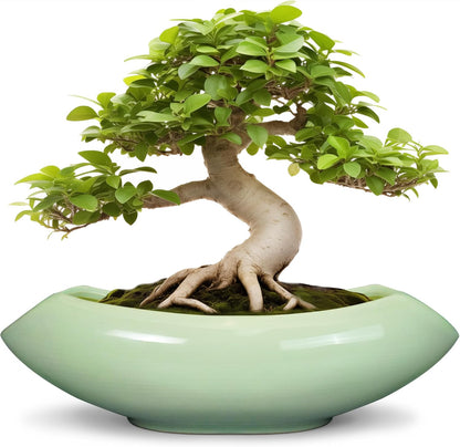 Ceramic Bonsai Pots - Large Succulent Planter 18 Inch Plant Pot Indoor Succulent Pot with Drainage Hole Outdoor Planter Bonsai Tree Pot for House Home Garden Decor Green
