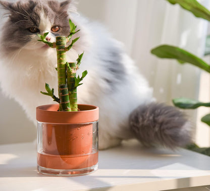 Phoenix Vine 4 Inch Self Watering Planter Pot, Terracotta Clay Pot with Glass Reservoir for Indoor Plants, Herbs, Flowers, Set of 3, 52-A-E-3