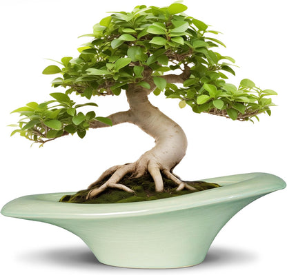 Ceramic Bonsai Pots - Large Succulent Planter 18 Inch Plant Pot Indoor Succulent Pot with Drainage Hole Outdoor Planter Bonsai Tree Pot for House Home Garden Decor Green