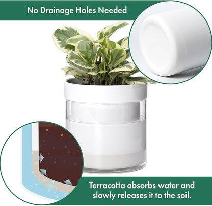 Phoenix Vine 6 Inch Self Watering Planter, White Terracotta Clay Pot with Glass Reservoir for Indoor Plants, Herbs, Flowers, Set of 2, 52-B-F-2