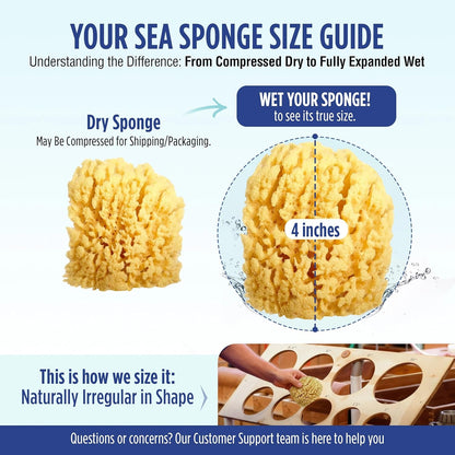 Baby Buddy Baby Bath 4in Assorted Sea Sponges, Absorbent Natural Sea Sponge, Soft on Tender Skin, Biodegradable, Hypoallergenic, Bath Accessories for Bathing, 3 Pack