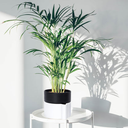 Phoenix Vine 6.5 Inch Self-Watering Planter Pot with Terracotta Insert, Deep Water Reservoir, and Ceramic-Alike BPA-Free Plastic Pot for Plant, Modern Planter for Houseplants, White/Black, 53-B-S-4