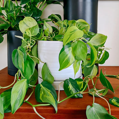 6 Inch Plant Pots, Ceramic Planter Pot with Drainage Hole & Saucer, Indoor/Outdoor Cylinder Round Planter Pot, Matte White