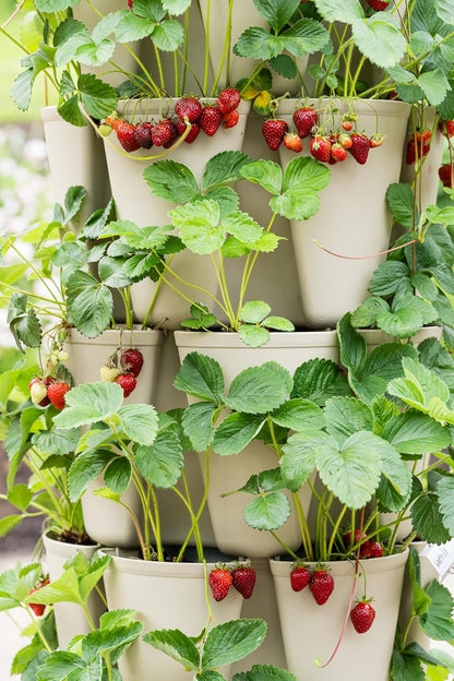 Greenstalk Patented Large 5 Tier Vertical Garden Planter with Patented Internal Watering System Great for Growing a Variety of Strawberries, Vegetables, Herbs, & Flowers (Stunning Stone)