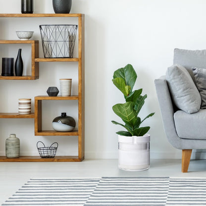 Phoenix Vine 8 Inch Self Watering Planter, White Terracotta Clay Pot with Glass Reservoir for Indoor Plants, Herbs, Flowers, Set of 1, 52-B-H-1