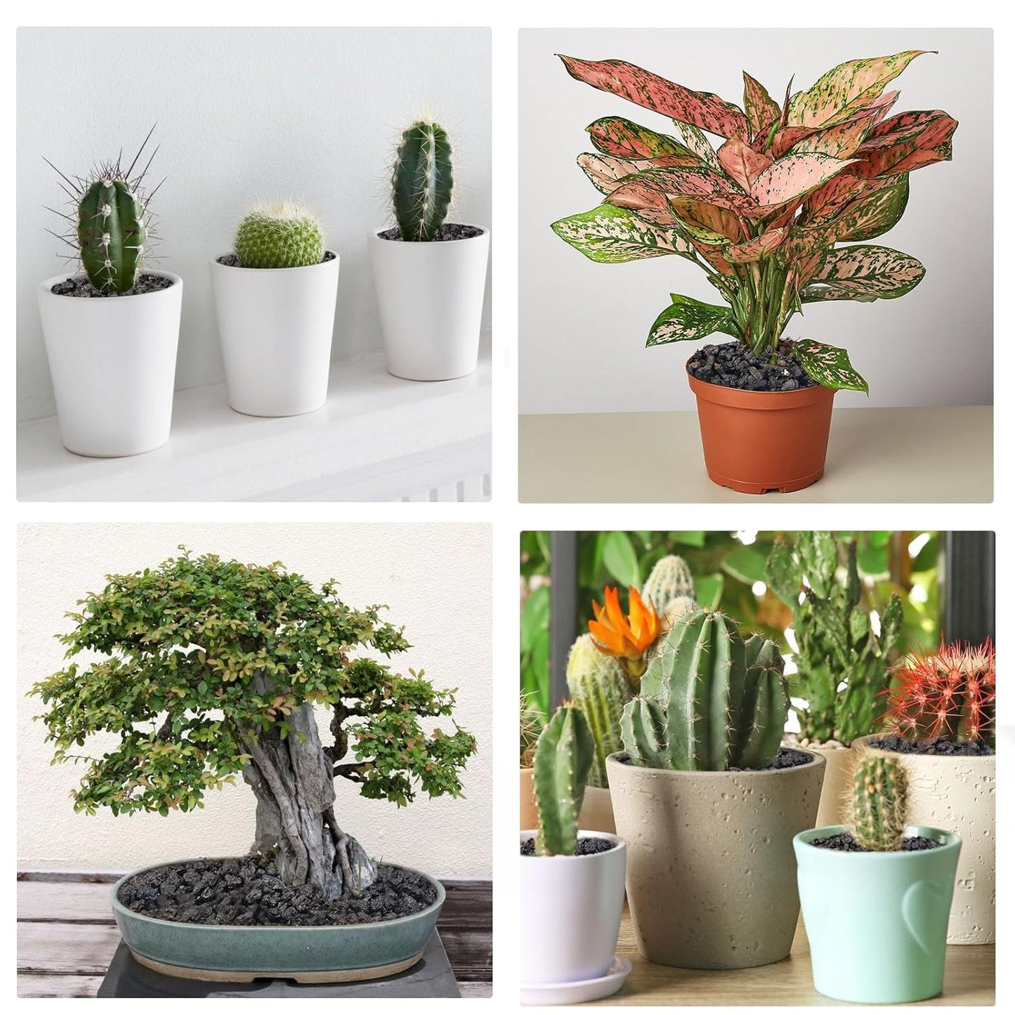 5 lbs Pebbles for Indoor Plants, Succulent, Cactus, 1/5 Inch Small Lava Rock for Plants Drainage, Natural Horticultural Volcanic Rock, Top-Dressing