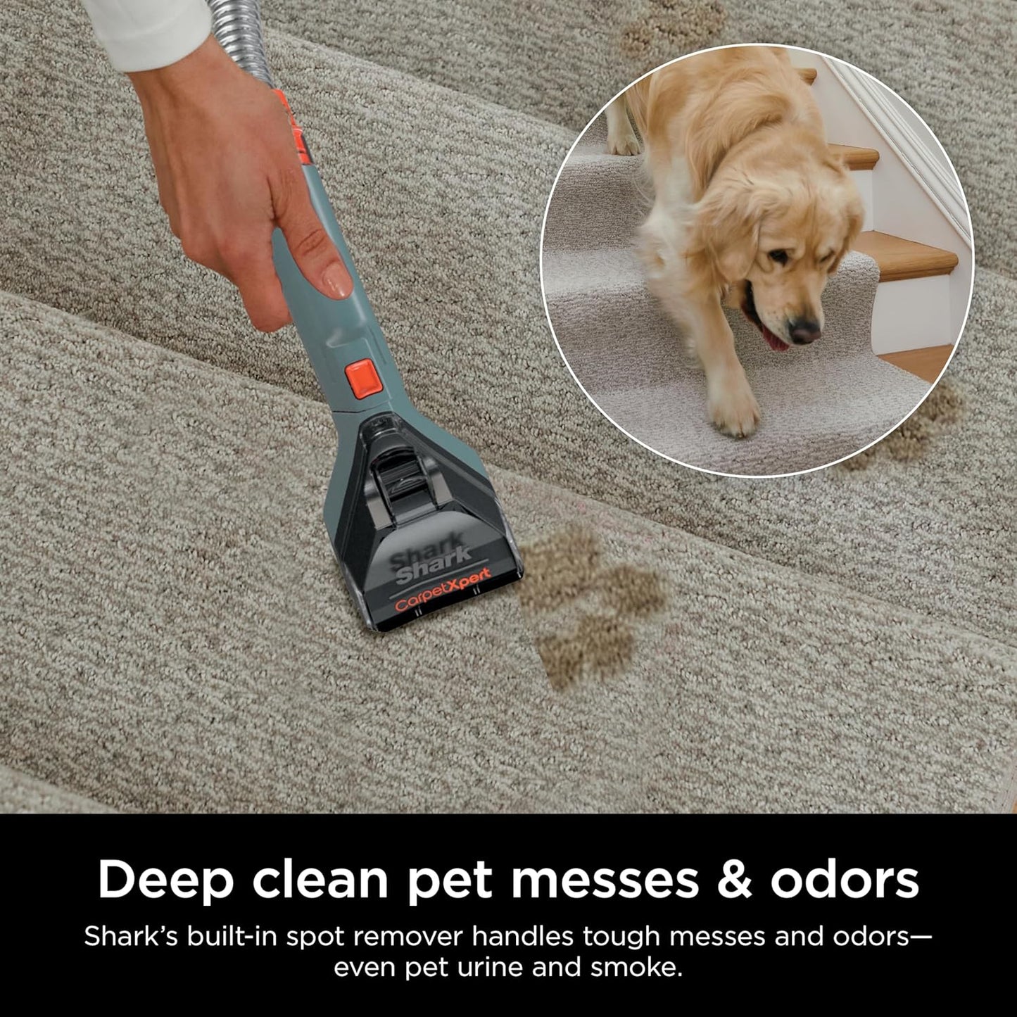Shark CarpetXpert Upright Carpet, Area Rug & Upholstery Cleaner, Built-In Spot & Stain Remover & XL Tool, Perfect for Pets, Carpet Shampooer, 3 Cleaning Tools, Cleaning Solution, Slate Green, EX151